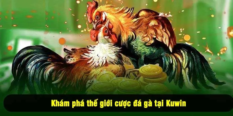 Khám phá thế giới cược đá gà tại Kuwin