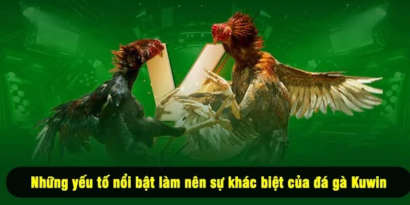 Những yếu tố nổi bật làm nên sự khác biệt của đá gà Kuwin